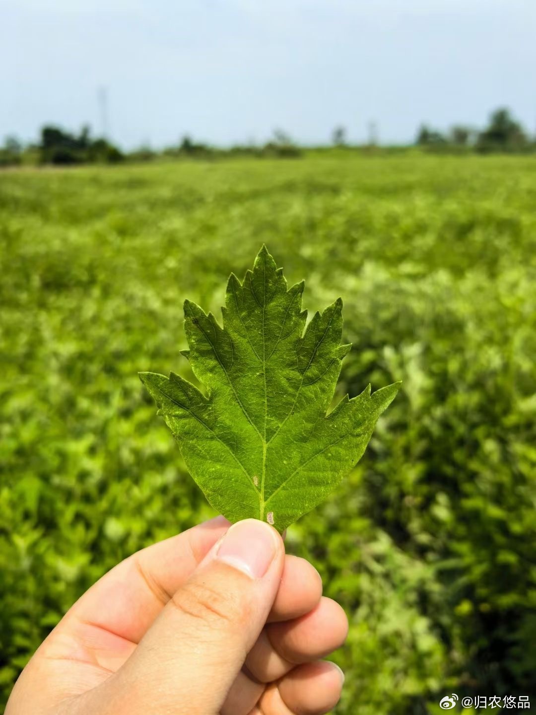 F艾草直播，學習、蛻變與自信之種在每次點擊中綻放光彩