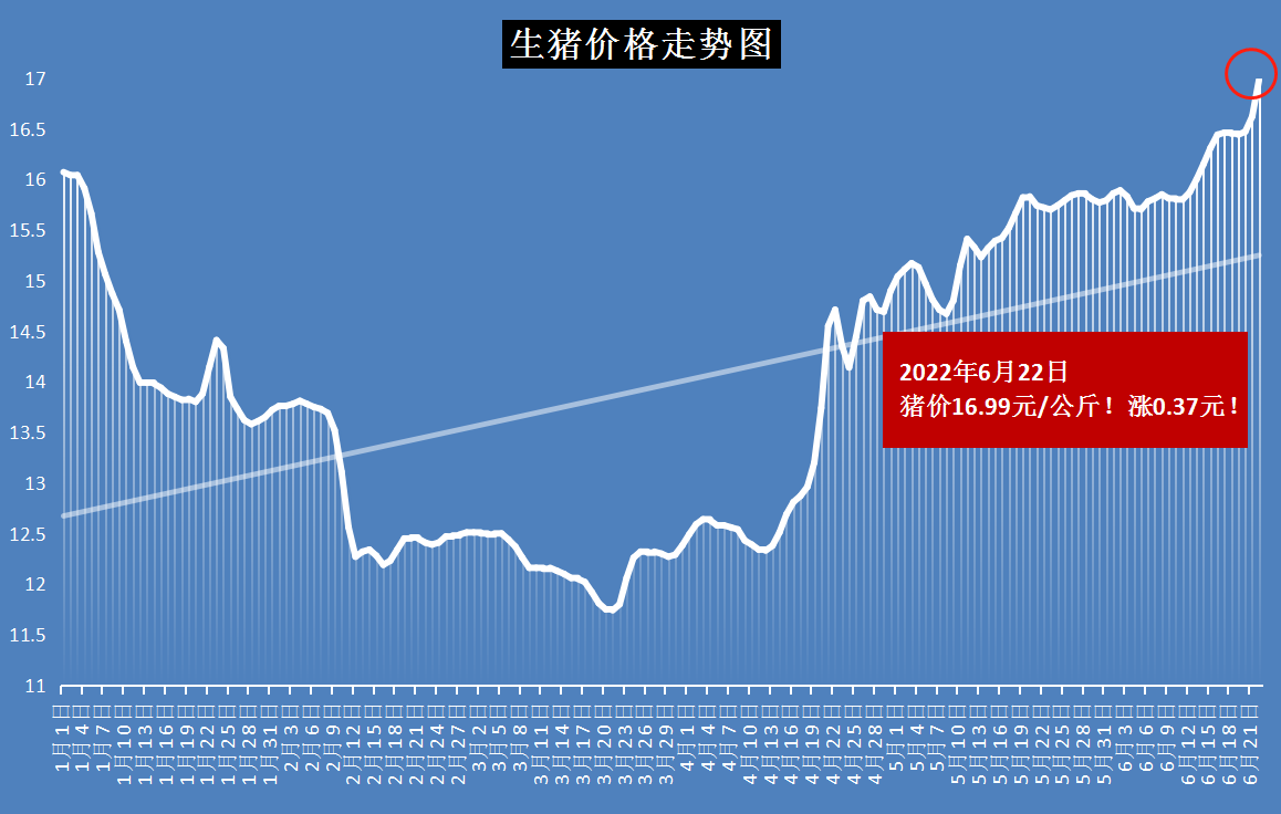 河南生豬價格今日最新動態，智能畜牧科技引領新紀元