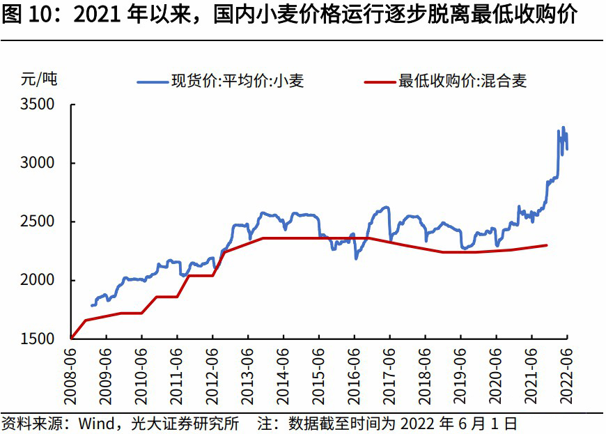 科技引領未來，小麥市場最新行情分析，洞悉小麥價格動態